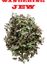 Wandering Jew