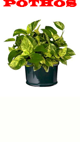 Pothos