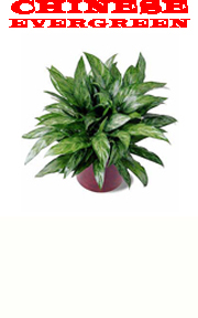 Chinese Evergreen