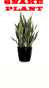 Snake Plant