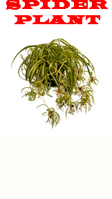 Spider Plant