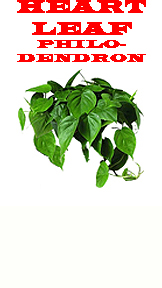 Heart Leaf Philodendron